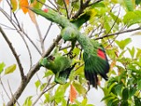 Costa Rica  Mealy Parrot : Mealy Parrot