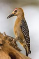 Costa Rica  Hoffman's Woodpecker - Male : Hoffman's Woodpecker - Male