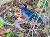 Costa Rica  Agami Heron : Agami Heron