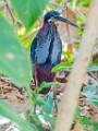 Costa Rica  Agami Heron : Agami Heron