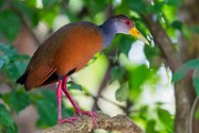 Costa Rica  Grey-necked Wood-Rail : Grey-necked Wood-Rail