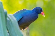 Costa Rica  Purple Gallinule : Purple Gallinule