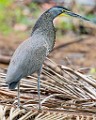 Costa Rica  Bare-throated Tiger - Heron : Bare-throated Tiger - Heron