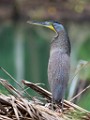 Costa Rica  Bare-throated Tiger - Heron : Bare-throated Tiger - Heron