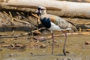 Costa Rica  Southern Lapwing : Southern Lapwing