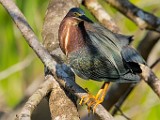 Costa Rica  Green Heron : Green Heron