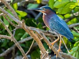 Costa Rica  Green Heron : Green Heron