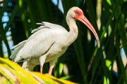 Costa Rica  White Ibis : White Ibis
