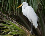 Costa Rica  Great Egret : Great Egret