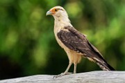 Costa Rica  Yellow-Headed Caracara : Yellow-headed Caracara