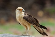 Costa Rica  Yellow-Headed Caracara : Yellow-headed Caracara