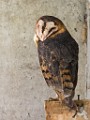 Costa Rica  Barn Owl : Barn Owl
