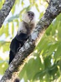 Costa Rica  White-Faced or Capuchin Monkey : White-Faced or Capuchin Monkey