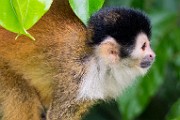 Costa Rica  Squirrel Monkey : Squirrel Monkey