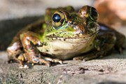 Costa Rica  Milk Frog : Milk Frog