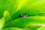 Costa Rica  Milk Frog : Milk Frog