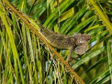 Costa Rica  Iguana : Iguana