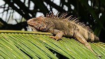 Costa Rica