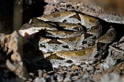 Costa Rica  Fer De Lance (Terciopelo) : Fer De Lance (Terciopelo)
