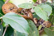 Costa Rica  Boa Constrictor : Boa Constrictor