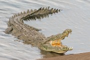 Costa Rica  Crocodile : Crocodile