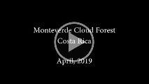 Monteverde Cloud Forest