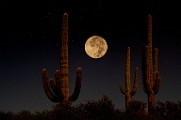 Desert Moon Series  Full Moon, Beaver Moon, Soutwest Desert Moon : Full Moon, Beaver Moon, Soutwest Desert Moon
