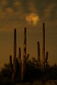 Desert Moon Series 005
