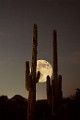 Desert Moon Series 006