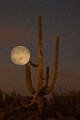 Desert Moon Series 007
