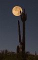 Desert Moon Series  Full Moon, Beaver Moon, Soutwest Desert Moon : Full Moon, Beaver Moon, Soutwest Desert Moon