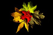 Fall Colors, October 2025