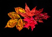 Fall Colors 2025  Fall Leaves, Fall Colors : Fall Leaves, Fall Colors