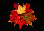 Fall Colors 2025  Fall Leaves, Fall Colors : Fall Leaves, Fall Colors