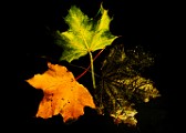 Fall Colors 2025 : Fall Leaves, Fall Colors