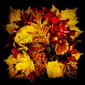 Fall Colors 2025  Fall Leaves, Fall Colors : Fall Leaves, Fall Colors