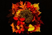 Fall Colors 2025  Fall Leaves, Fall Colors : Fall Leaves, Fall Colors