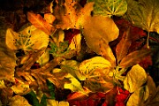 Fall Colors 2025  Fall Leaves, Fall Colors : Fall Leaves, Fall Colors