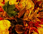 Fall Colors 2025  Fall Leaves, Fall Colors : Fall Leaves, Fall Colors