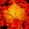 Fall Colors 2025  Fall Leaves, Fall Colors : Fall Leaves, Fall Colors