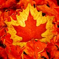 Fall Colors 2025  Fall Leaves, Fall Colors : Fall Leaves, Fall Colors