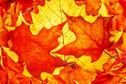 Fall Colors 2025  Fall Leaves, Fall Colors : Fall Leaves, Fall Colors