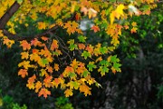 Fall Colors 2025  Fall Leaves, Fall Colors : Fall Leaves, Fall Colors