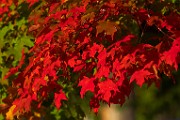 Fall Colors 2025  Fall Leaves, Fall Colors : Fall Leaves, Fall Colors