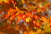 Fall Colors 2025  Fall Leaves, Fall Colors : Fall Leaves, Fall Colors