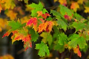 Fall Colors 2025  Fall Leaves, Fall Colors : Fall Leaves, Fall Colors