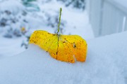 First Snow  First Snow : First Snow
