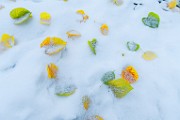 First Snow  First Snow : First Snow