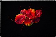 Macro Photography  Macro Photography : Macro PhotographyMacro Photography