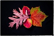 Macro Photography  Macro Photography : Macro PhotographyMacro Photography
